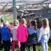 Mini ZOO